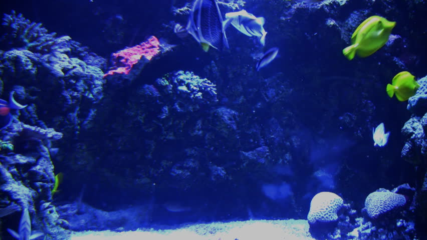 Underwater Ocean Tropical Reef 13 Sergeant Tang Fish