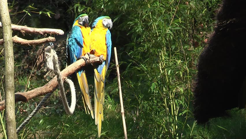 couple of parrots