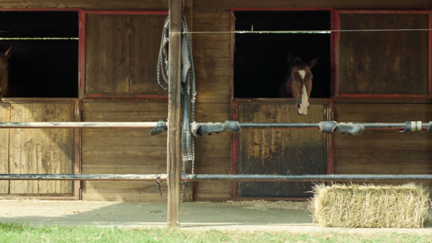 Equestrian sport and animals, thoroughbred horses in stables at riding school