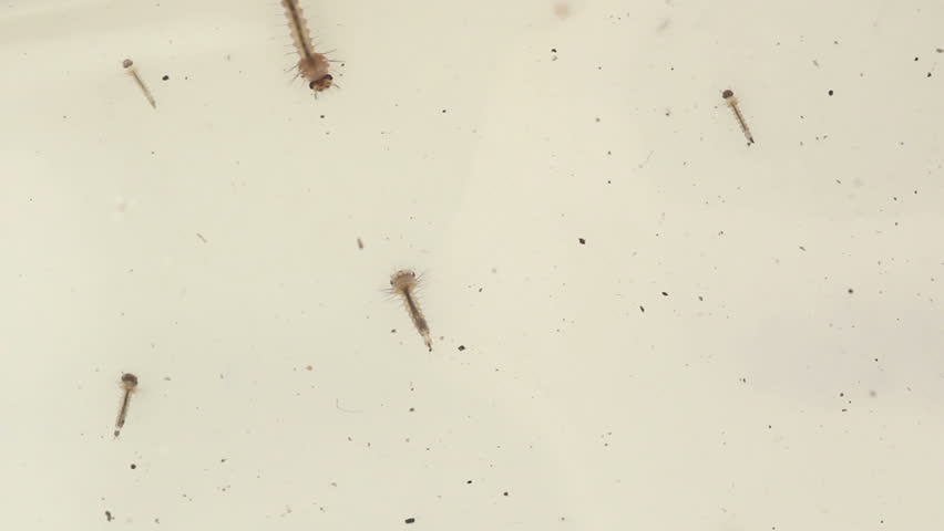 Macro HD footage of mosquito larvae on a white background with wrigglers (larvae) actively swimming around.