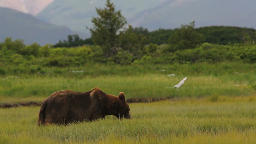 Grizzly bear munches grass in Katmai National Park and Preserve, Alaska. 1080p