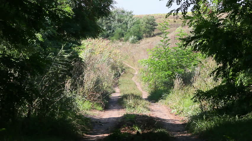 Country dirt road leading out of the forest.