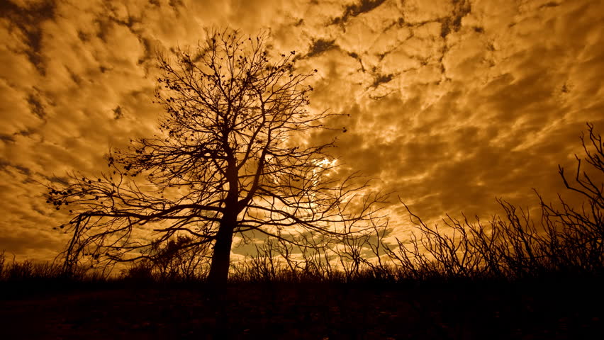 Site of fire the day after with the burnt tree and the nature and the clouds passing 