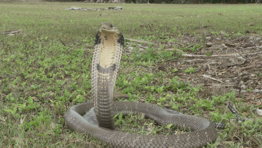 King Cobra angry & alert