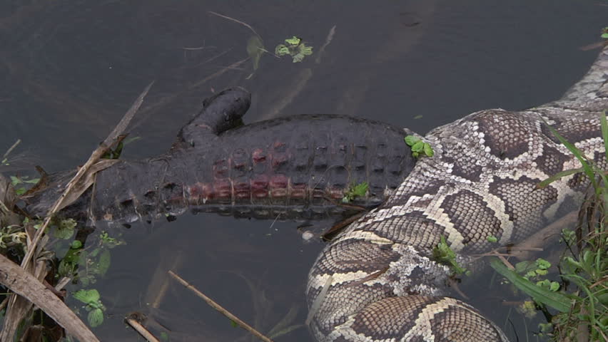 Dead Python and Alligator