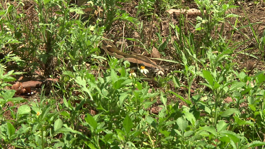 Large Python in Orchard