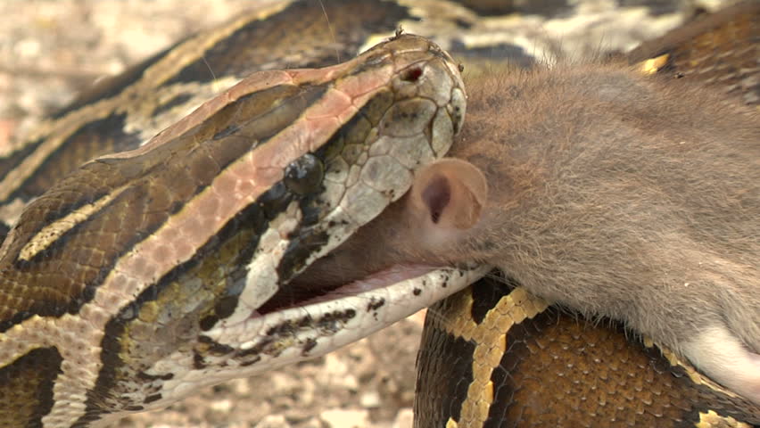 Python Eats Rat in Swamp