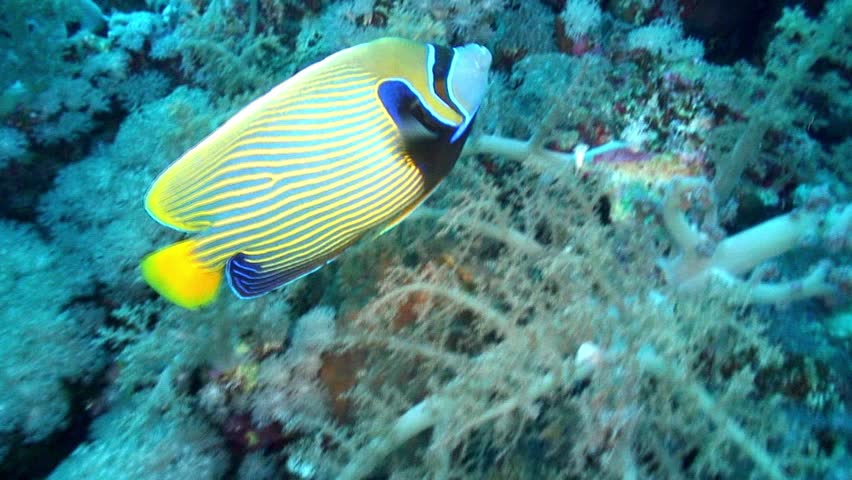 Beautiful emperor angelfish(Pomacanthus imperator) filmed at the Brother Islands (El Akhawein) in the Red Sea.