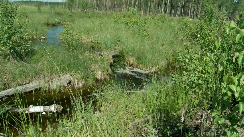 Summer in Siberia