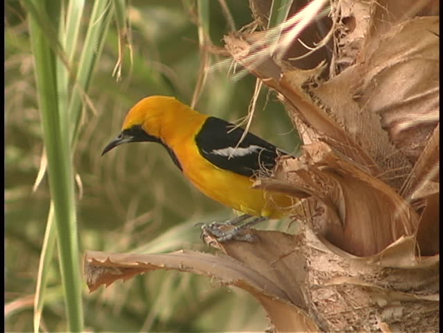 A bright, yellow, black and white Oriole perches on the bark of a palm tree.