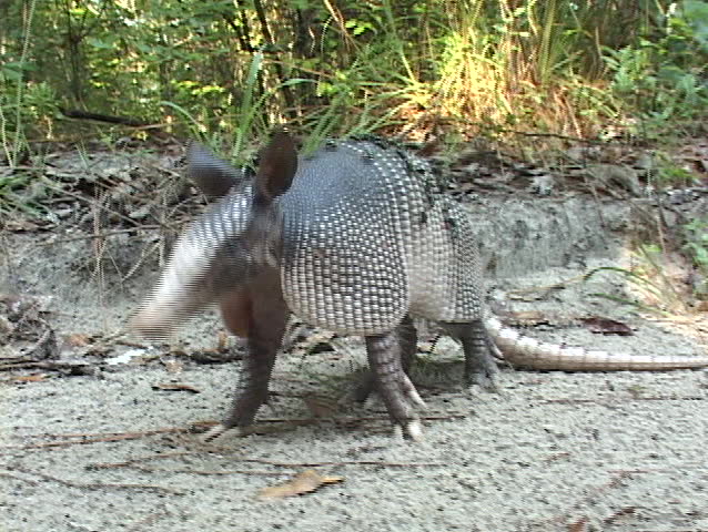 An armadillo walks across sandy ground.