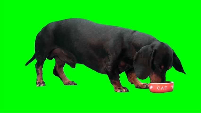 Black dachshund dog eats from small orange cat's plate (written 'CAT'). 