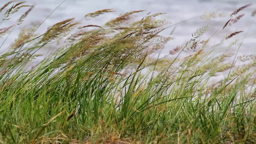 Tall Reeds in the Wind