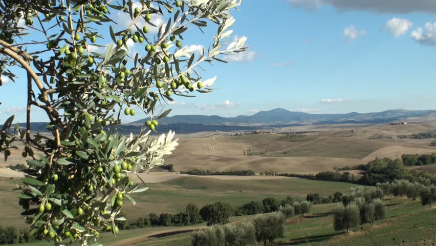 Olive tree against a backdrop of the Tuscan Val d'Orcia  