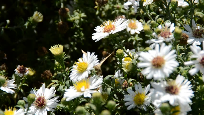 flower with bee