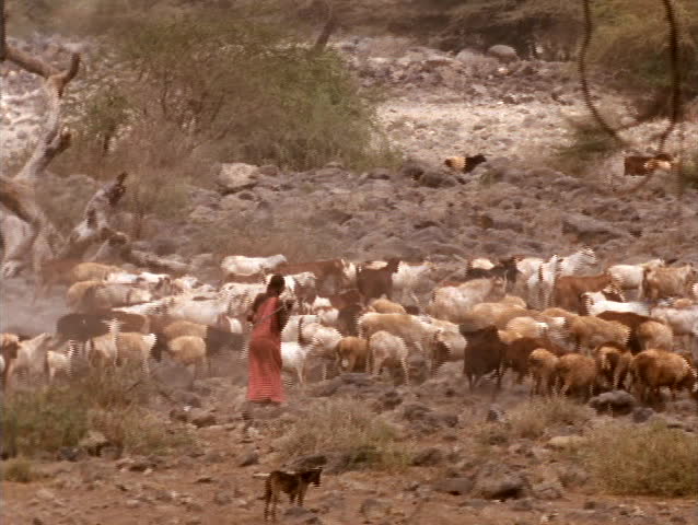 A shepherd herds goats in Kenya.