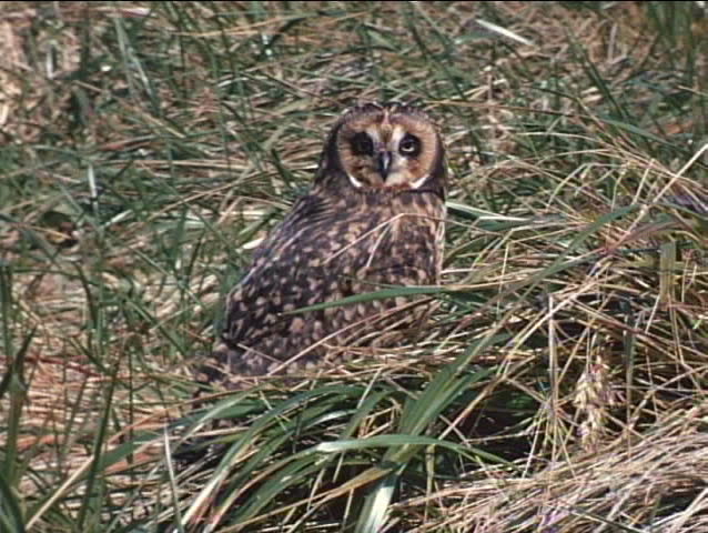 A short-eared owl sits in the grass on the Falkland Islands.