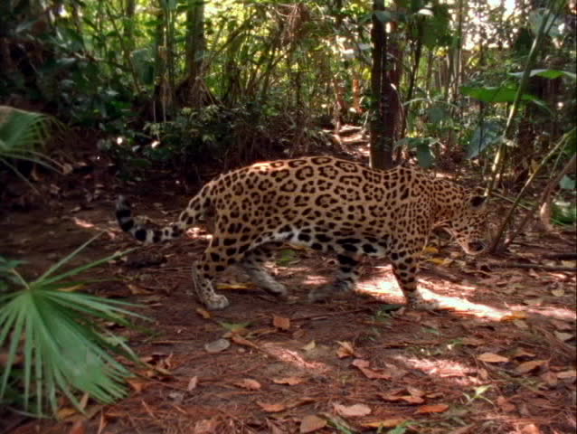 A jaguar stalks prey on the jungle floor.