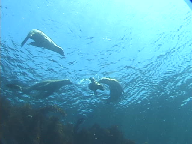 Seals dance and play near the surface of the water.