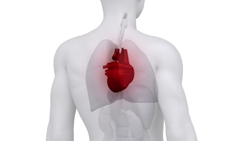 Male scan HEART anatomy in white loop