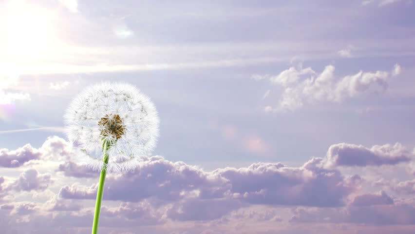 Dandelion, 3d animation on time-lapsed violet sky background