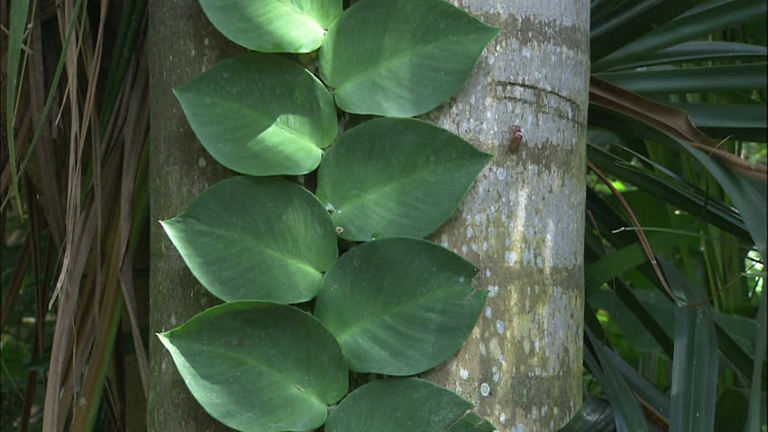 Large Jungle Leaves