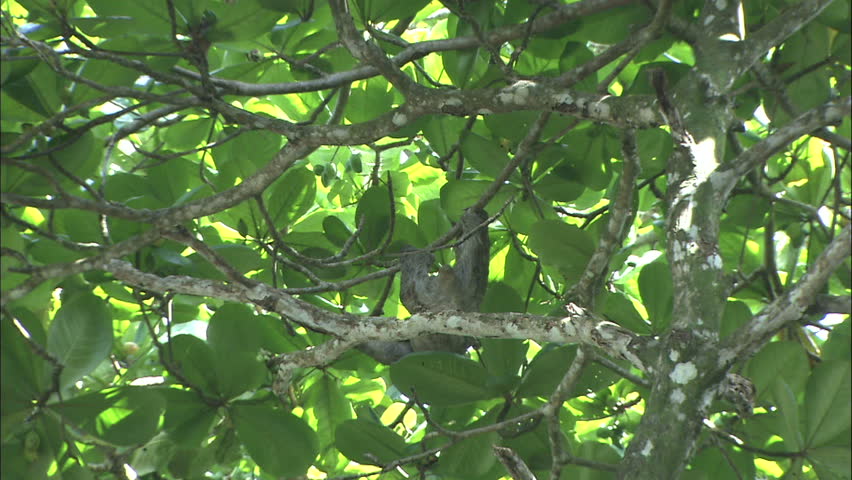 Costa Rican Sloth In Sun Lit Tree