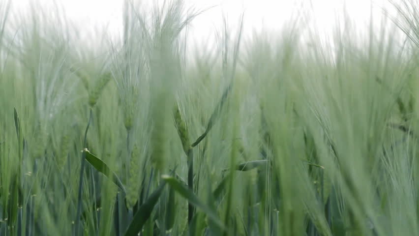Close up of wheat swaying in the breeze
