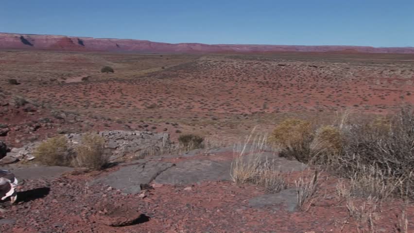 Pan-left to a cow skull laying in a barren desert.
