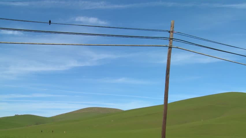 A beautiful and stark shot of a bird sitting on a telephone line in front of a green rolling landscape.