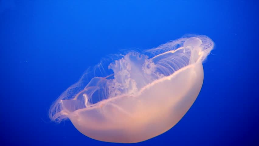 Moon Jellyfish in the Pacific Ocean