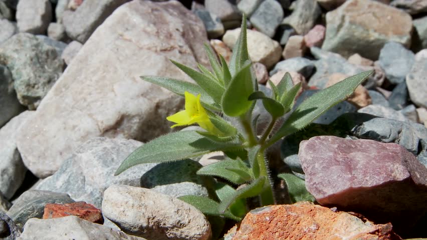 A small green plant flowers in a barren hostile desert.
