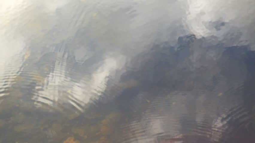autumn leaves are falling in the water
