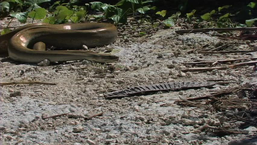 Python slithers across ground
