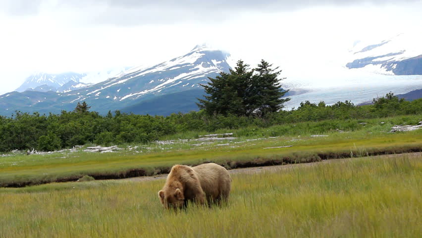Big brown grizzly bear munches grass in green meadow on Hallo Bay, Katmai National Park and Preserve, Alaska, amid beautiful glacial background.