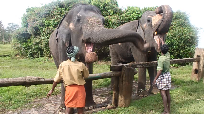 MUDUMALAI, INDIA - AUGUST 27:  Feeding of a working elephant, August 27, 2011 at Mudumalai National Park, India. The Mudumalai National Park and Wildlife Sanctuary is home to herds of endangered Indian elephants, vulnerable Gaur, and Chital.