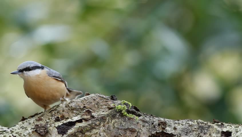 Eurasian Nuthatch feeding