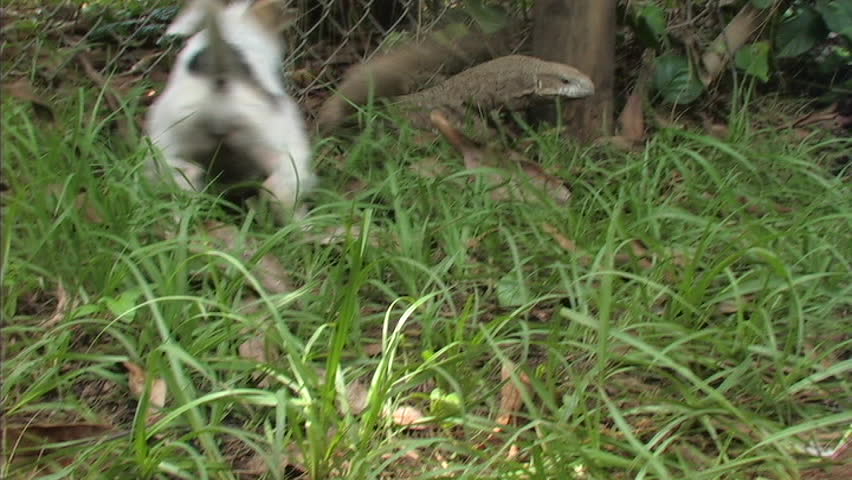 Monitor and Dog encounter