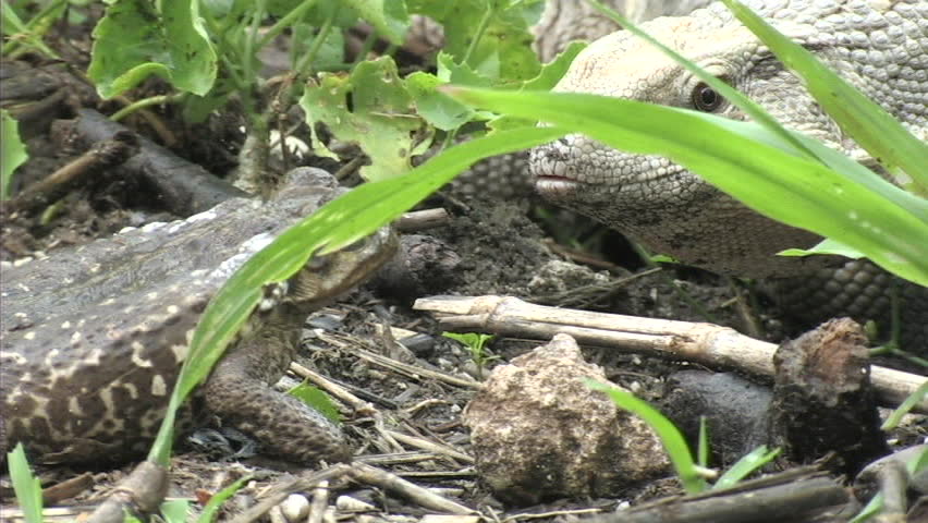 Monitor and Toad encounter