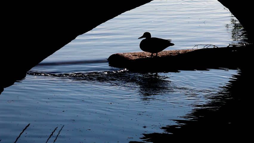 Duck hiding under a bridge