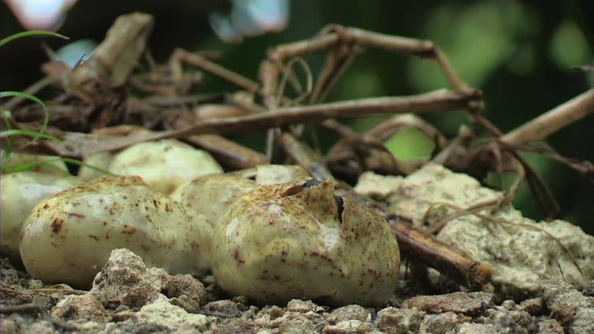 Python Hatchling