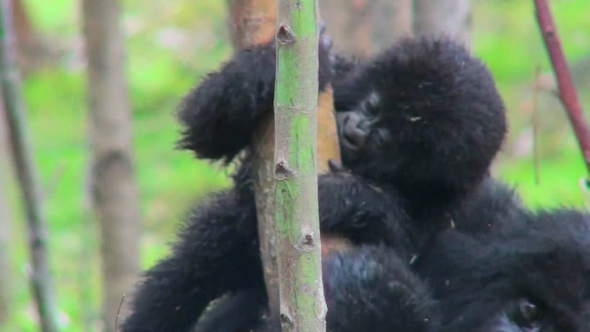 A baby mountain gorilla rides on its mothers back in the rainforest of Rwanda.