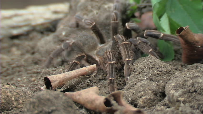 Tarantula
