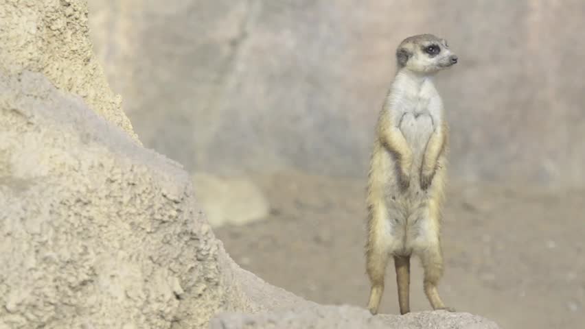 Suricate or meerkat standing in alert position 
