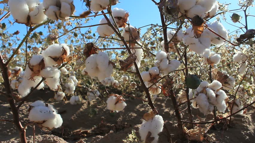 Cotton easily pulled off plant, by hand, at harvest. 1080p.