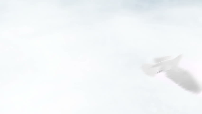 flying dove with clouds and sun-rays