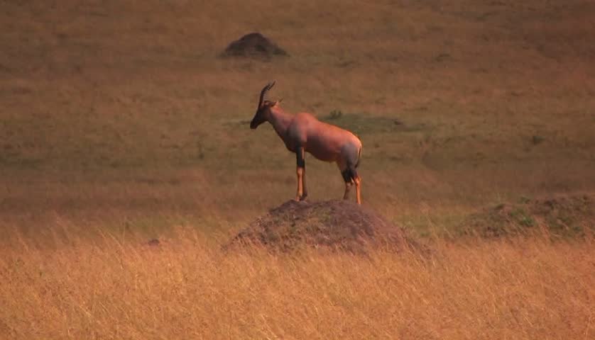 An antelope stands on top of a dirt mound staring ahead.