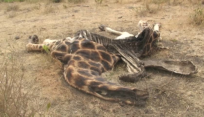 The carcass of an animal decomposes in the hot sun.