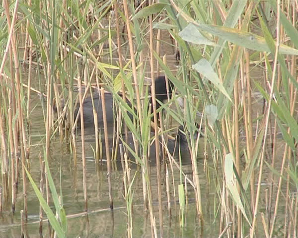 Water fauna. Black water birds swim in the lake among the reeds. 
