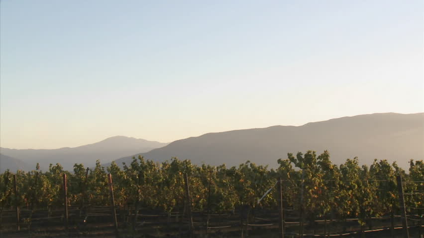 Pan across a Salinas Valley vineyard in the Monterey County wine country of California